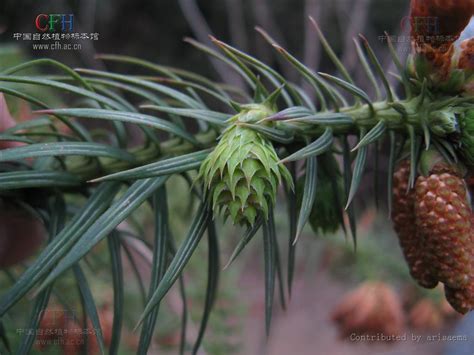 杉的種類|杉樹(植物):形態特徵,地理分布,品種分類,種類,松杉,水杉,銀杉,禿杉…